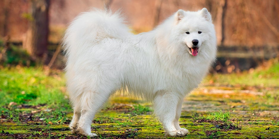 son perros esquimales dificiles de cuidar