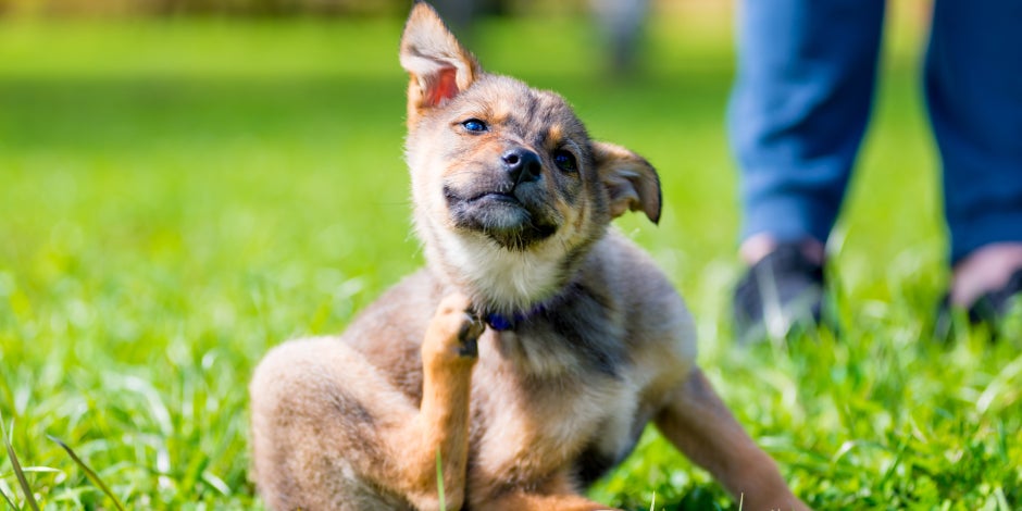 puede un ser humano contraer sarna de un perro