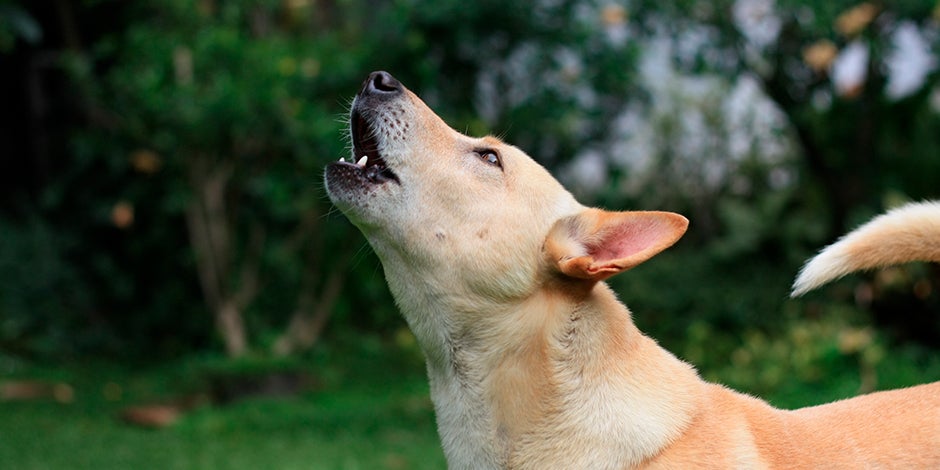 qué piensan los perros cuando aullamos