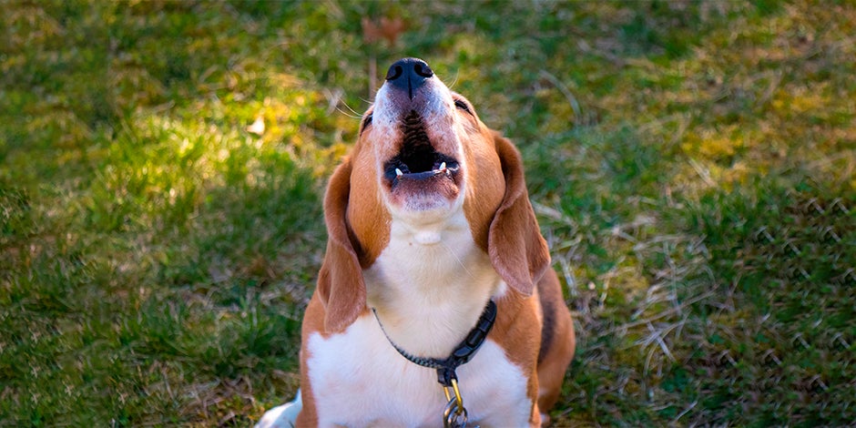 qué piensan los perros cuando aullamos