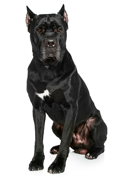 cuantas tetillas tiene un cane corso