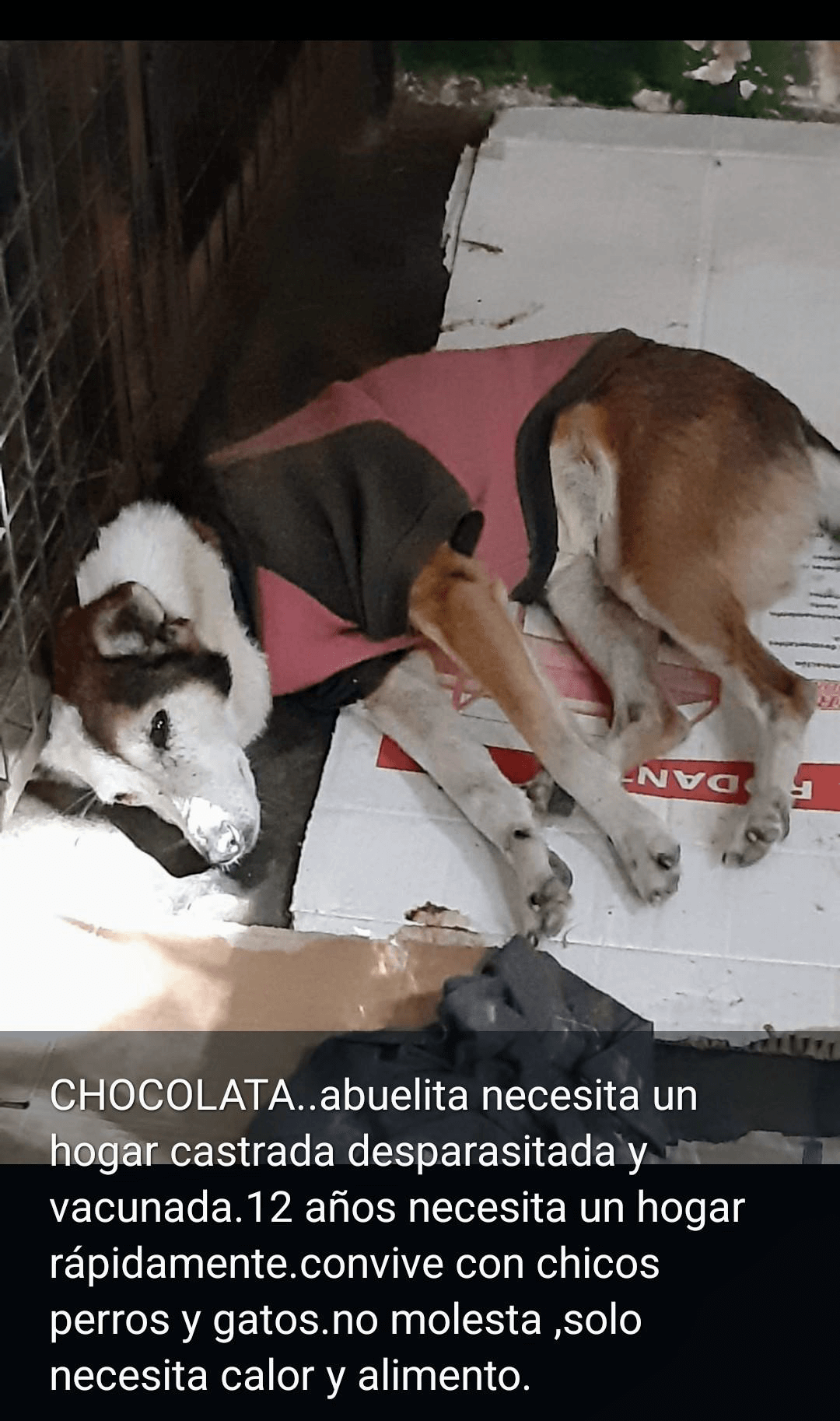 Chocolata