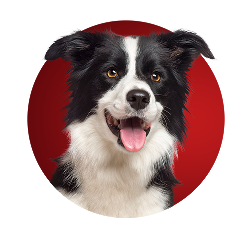 Beneficios de Purina One con un perro Border Collie sobre un fondo rojo.