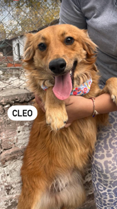 <span>Cleo</span>
