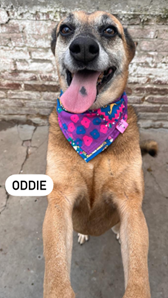 Oddie