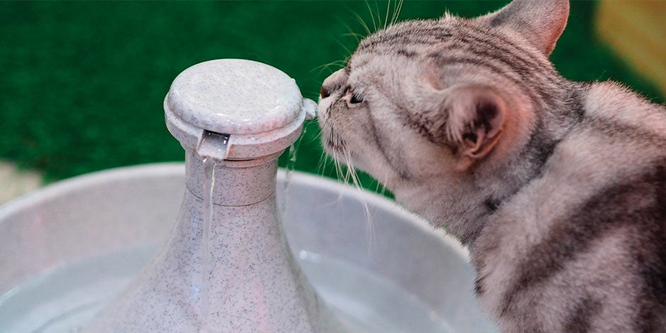 Michi bebiendo agua. Conoce no sólo qué comen los gatitos bebes, también lo que deben beber.