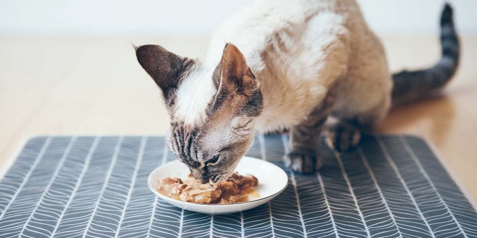 Lo que comen los gatitos bebés da las bases de su desarrollo. Michi comiendo alimento húmedo.