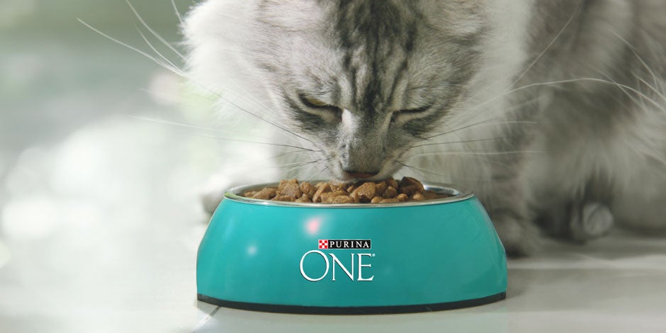 Elegi bien lo que comen los gatitos bebés, como este que está comiendo de su plato de PURINA® ONE®.