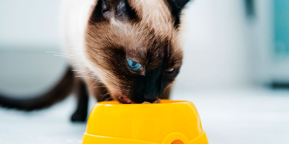 Siamés disfrutando de su plato de alimento. Conocé lo que comen los gatitos bebes.