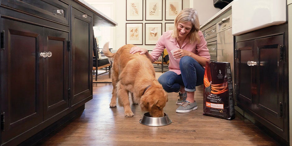 Cambiar el alimento de un perro puede beneficiar su bienestar. Golden comiendo junto a su tutora.