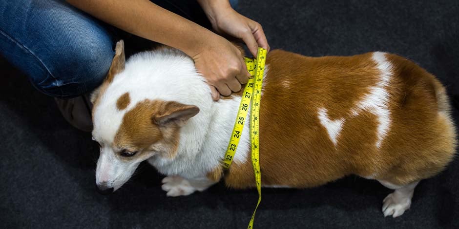 Si tiene sobrepeso, considerá cambiar el alimento de tu perro. Can con obesidad siendo medido.