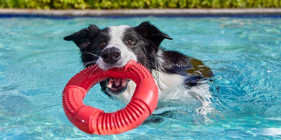 Border collie jugando en piscina. Mirá qué pasa si un cachorro come comida de adulto y cuidá su nutrición.