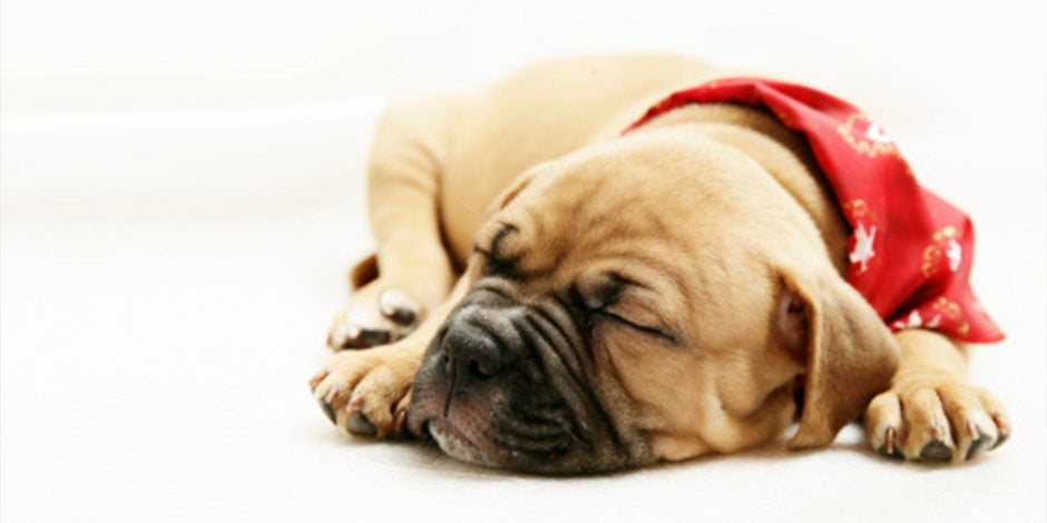 Letargo y menos energía, como en este cachorro dormilón, es lo que pasa si un cachorro come comida de adulto.