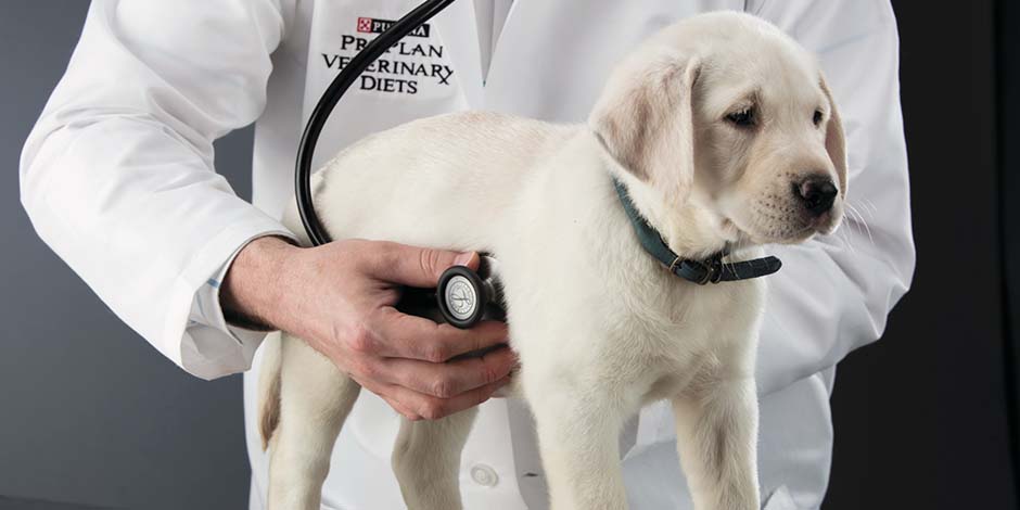 Veterinario de PURINA® revisando el sistema digestivo del perro labrador.