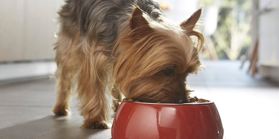 Yorkie alimentandose. Aprendé más sobre el sistema digestivo del perro y cuidá su bienestar.