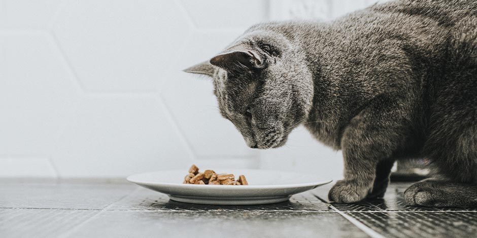 Aprendé a elegir el mejor alimento para gatos. Michi gris viendo su comida.