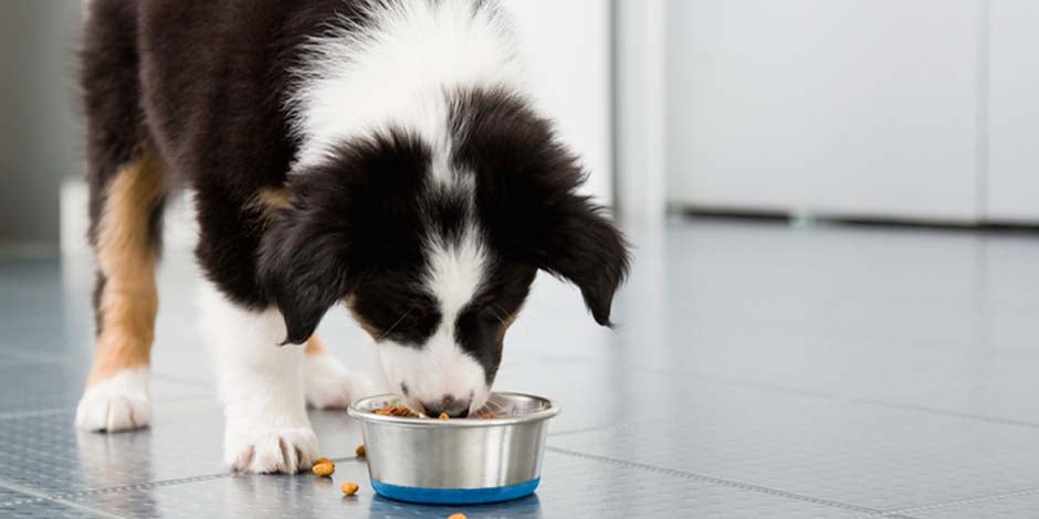 Border collie comiendo de su plato. Como tutor, tenés que elegir el mejor alimento para perros para él.