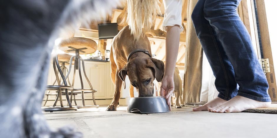 Tutora dando de comer a su mascota. Aprendé cómo elegir el mejor alimento para perros para el tuyo.