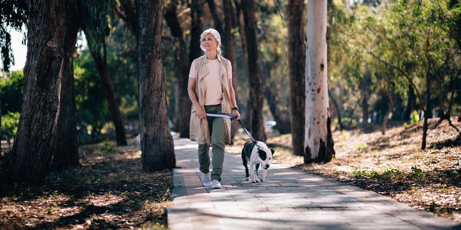 Los perros pueden comer frutillas y sus antioxidantes dan bienestar al perro senior, como este de paseo.