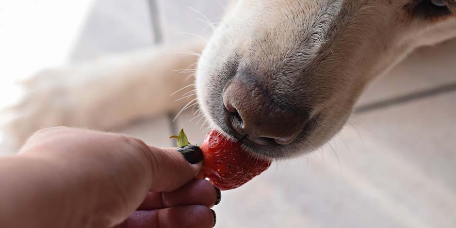 Los perros pueden comer frutillas. Mascota recibiendo una de manos de su tutor.