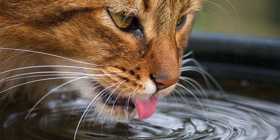 Completá la hidratación del michi con alimento húmedo para gatos. Gato bebiendo agua.