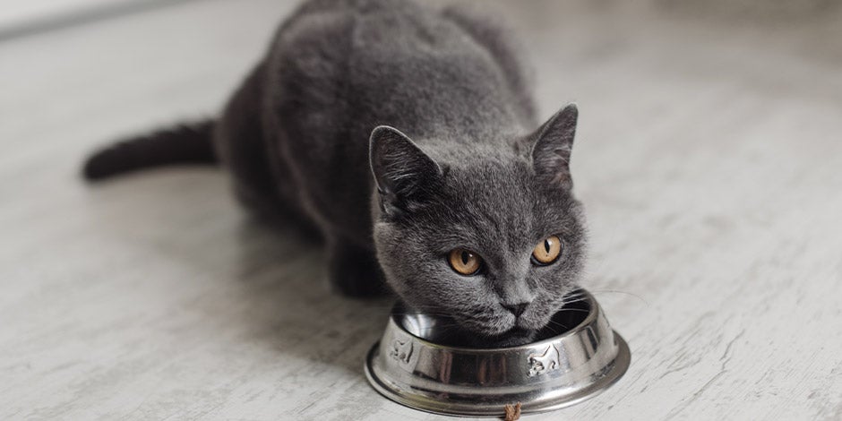 Gato ruso junto a su comedero. Considerá la mezcla de croquetas y alimento húmedo para tus gatos.