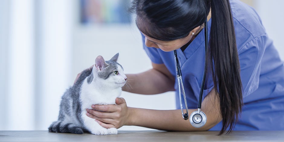 Michi en consulta con su veterinaria. Preguntá a la profesional sobre el alimento húmedo para gatos.