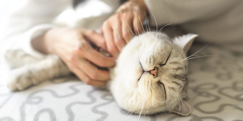 Aprendé cómo prevenir y tratar la dermatitis en gatos. Gato siendo consentido por tutor.