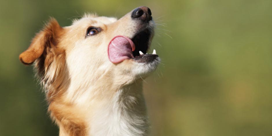 Descubrí si los perros pueden comer ananá. Perro saboreándose.