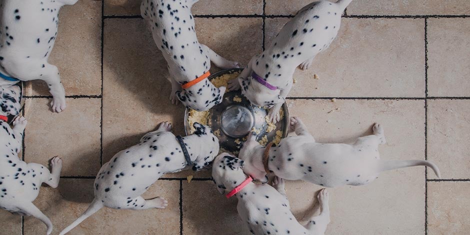 Cachorros de dálmata alimentandose. Los perros pueden comer huevo.