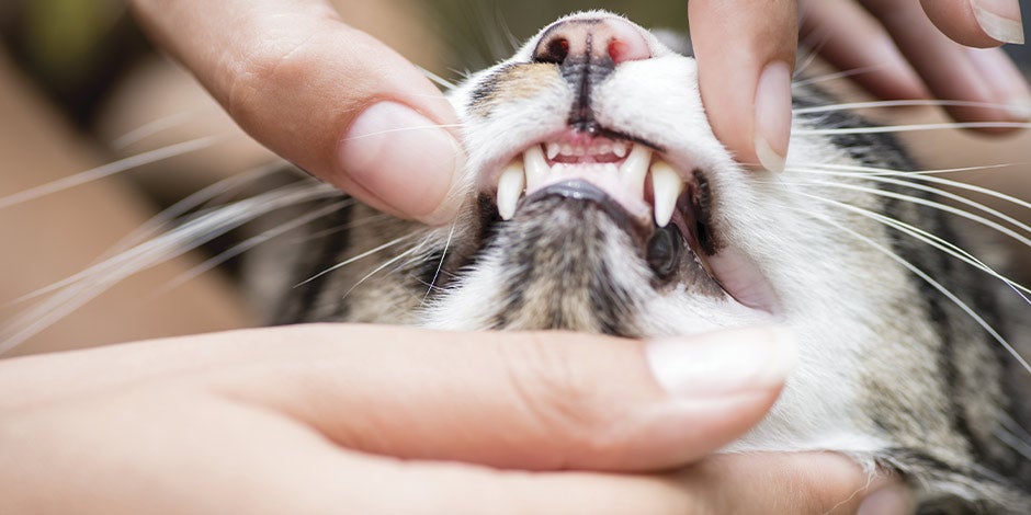 El sistema digestivo del gato inicia desde la boca, cuidala bien. Tutor mostrando los colmillos de un michi.