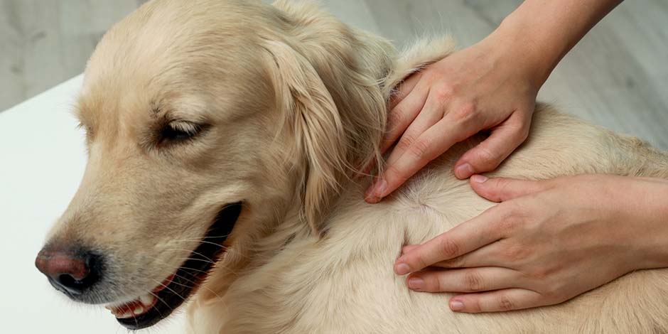 De tus cuidados como tutor dependerá la evolución de la anemia en perros. Desparasitación de retriever.