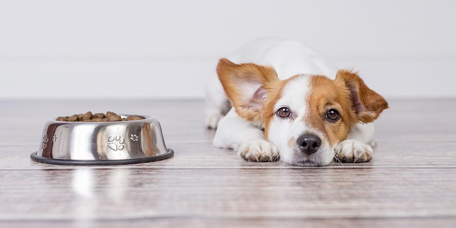 Aprendé a identificar la anemia en perros y protegé el bienestar de tu mascota. Can indispuesto junto a su comida.