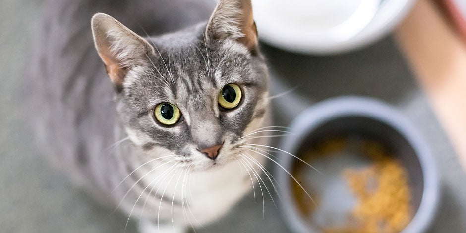 Michi gris mirando a la cámara, luego de disfrutar su comida húmeda para gatos.