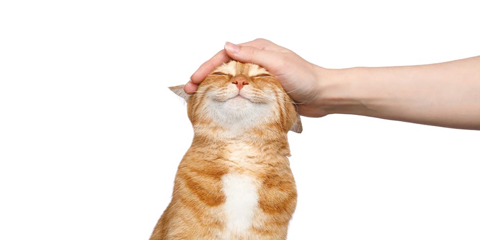 La comida húmeda para gatos puede hacer muy feliz a tu michi exigente. Gato sonriente siendo acariciado.