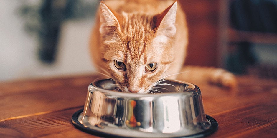 La comida húmeda para gatos es una excelente opción nutricional. Michi naranja comiendo.