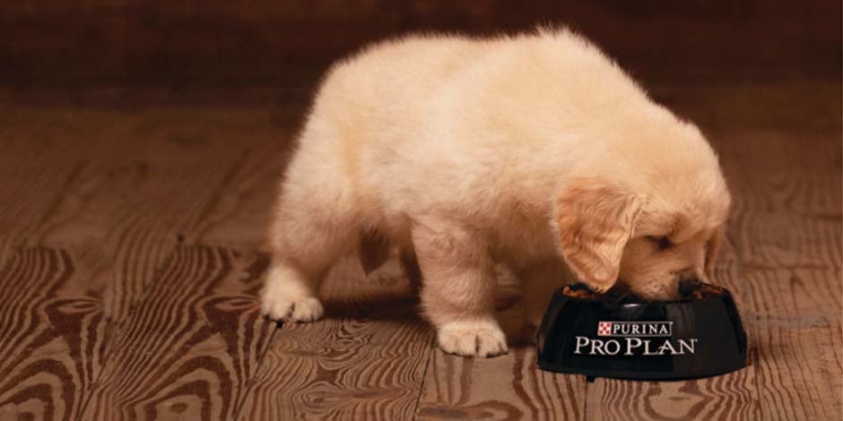 Comida premium para perros le dará a tu mascota los nutrientes que necesita. Cachorro de labrador comiendo.