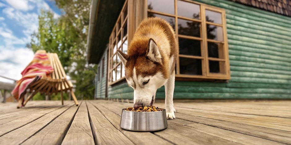 Para dar el mayor bienestar a tu mascota, dale siempre Comida premium para perros. Husky comiendo.