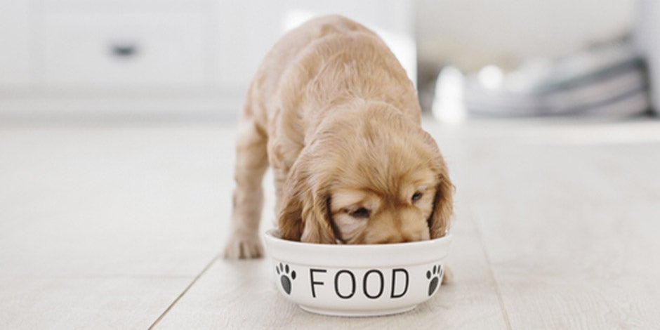 Cachorro comiendo su comida premium para perros.