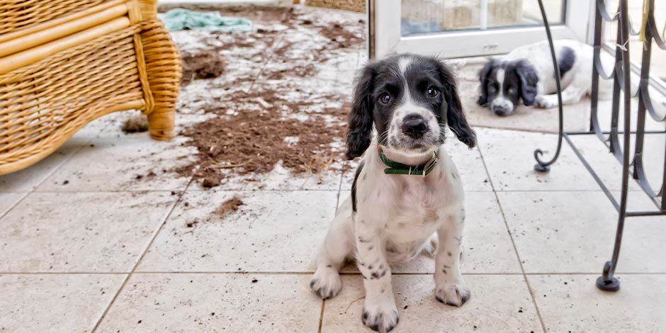 La fase inicial de la epilepsia en perros puede incluir agitación. Cachorros en medio de un desorden.