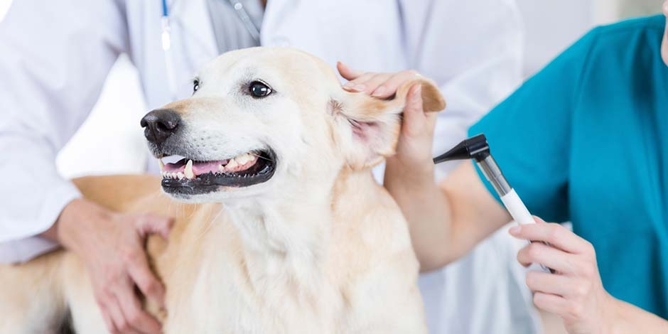 Labrador en revisión veterinaria. Esta raza es propensa a presentar epilepsia en perros.