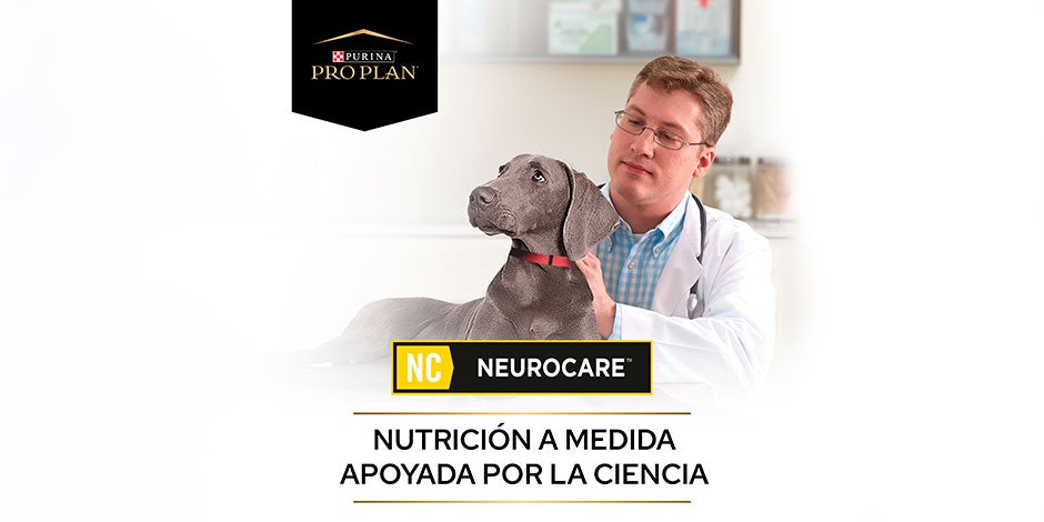 En casos de epilepsia en perros, PRO PLAN® NEUROCARE ayudará a cuidar su bienestar. Viszla con su veterinario.