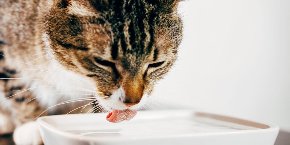 Los gatos pueden comer sandía como un apoyo a su hidratación. Michi bebiendo agua.