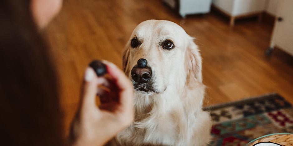 Los perros pueden comer arándanos, gracias a su aporte nutricional. Labrador con arándano sobre el hocico.