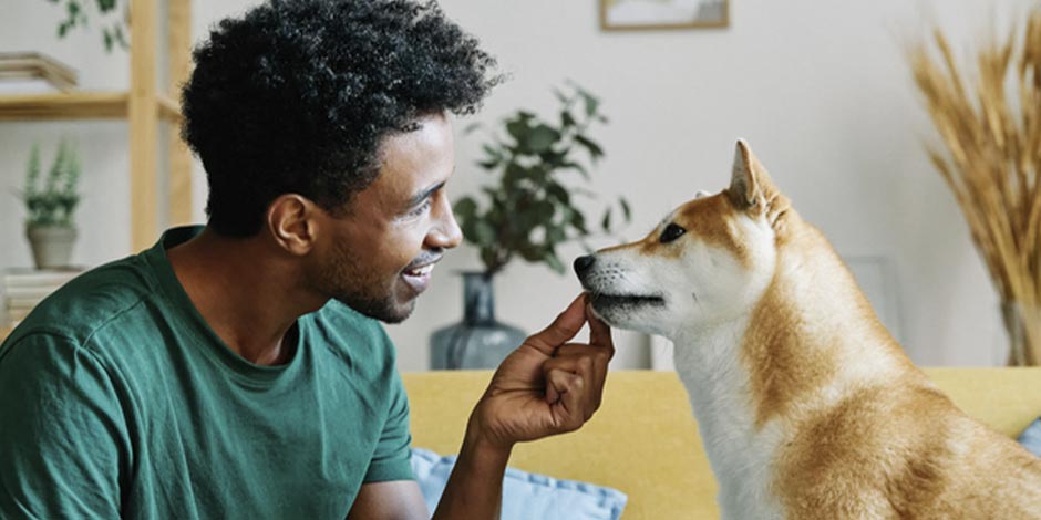 ¿Los perros pueden comer arándanos? Descubrí la respuesta con PURINA®.