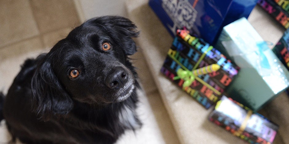 PURINA® te enseña si los perros pueden comer camarones. Perro negro esperando su snack.