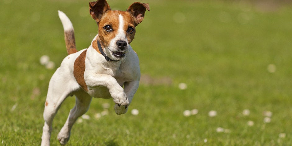 Los perros pueden comer lentejas, pues les da energía. Jack Russell corriendo.