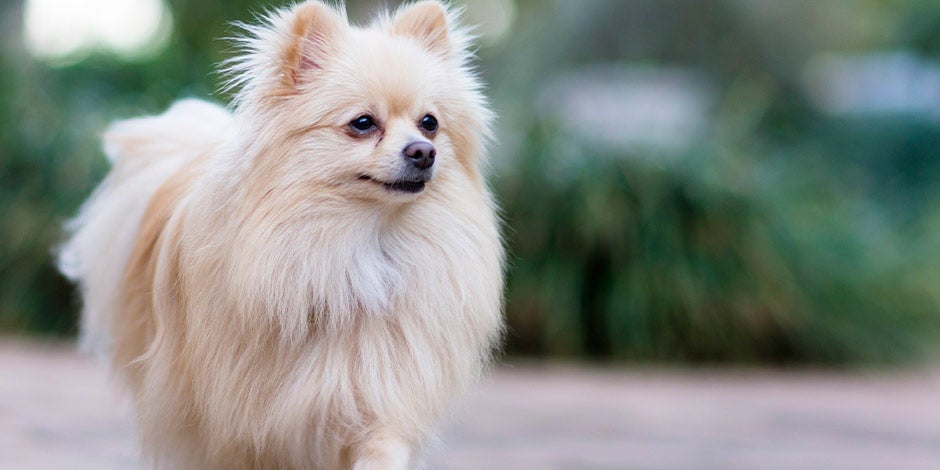 Los perros pueden comer lentejas. Pomerania, color crema, vista frontal