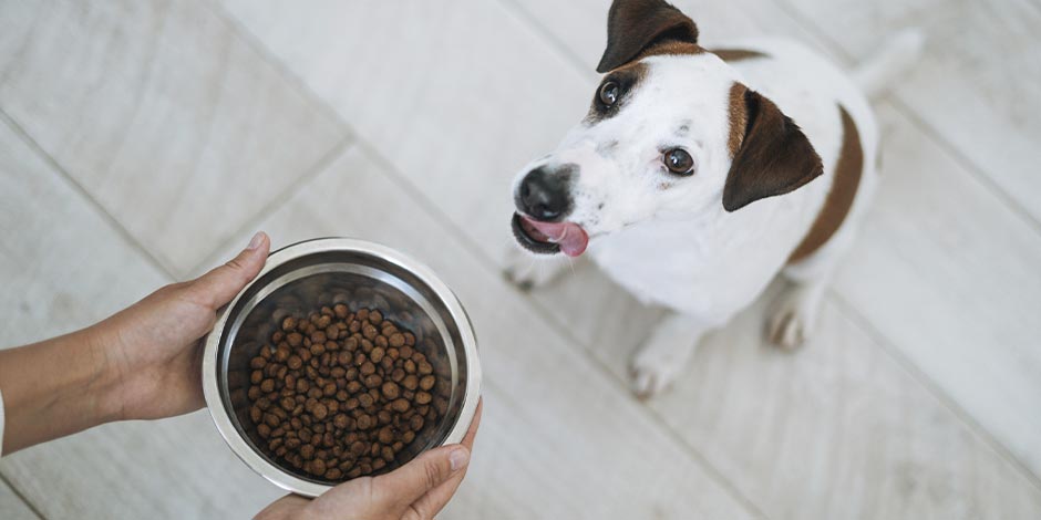 Los perros pueden comer lentejas. Perrito esperando su plato.