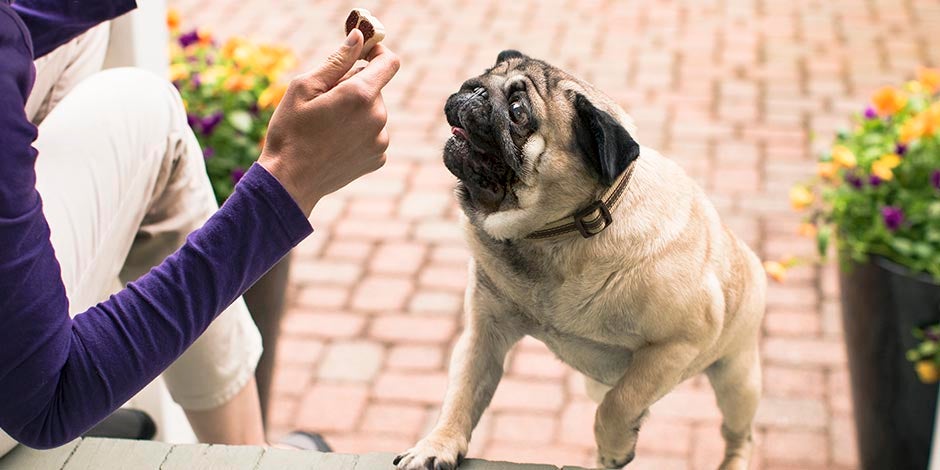 Los perros pueden comer maní. Pug recibiendo un premio.